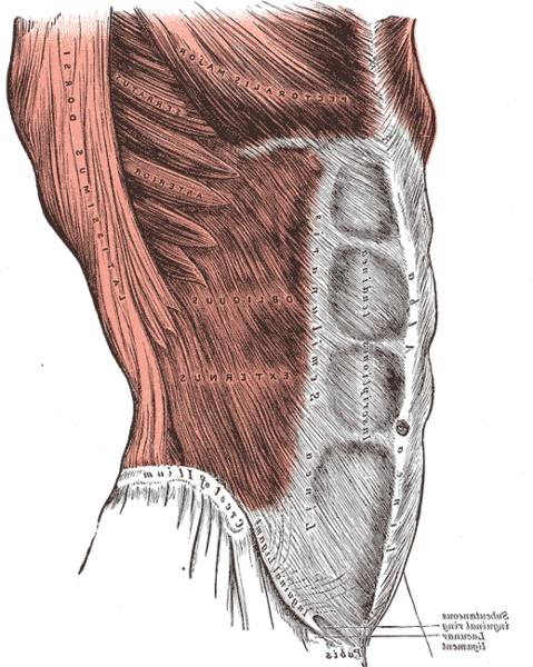 שרירי הבטן abdomin muscles