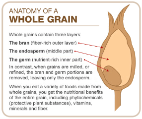 anatomy_of_a_grain